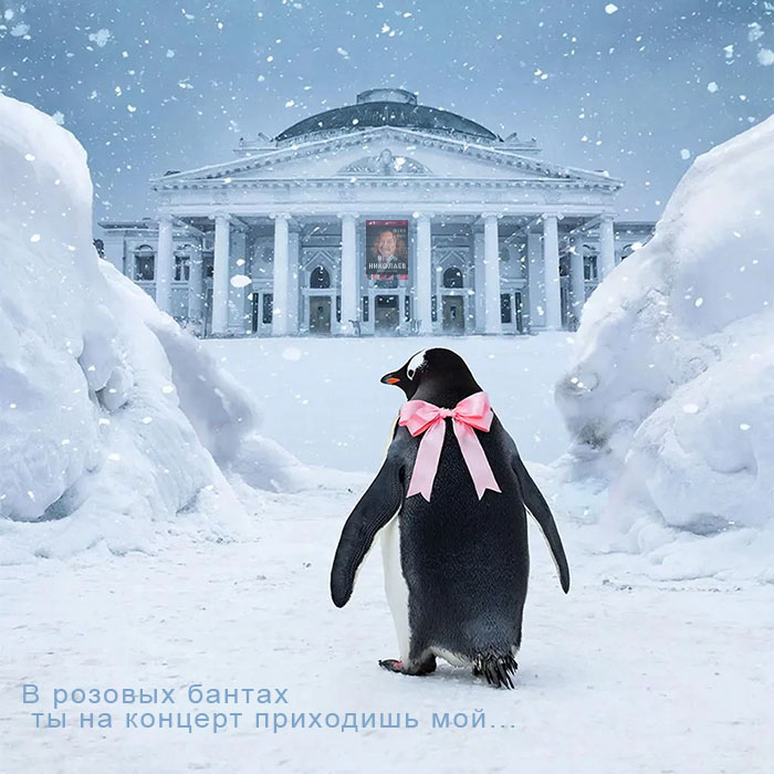 Шутка, тренд, кто понял тот понял... Пингвин с розовым бантом идет на концерт Игоря Николаева
